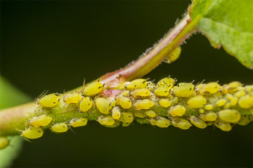 Greenfly or Aphid Infestation