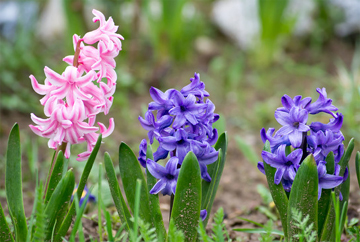 Hyacinth in Flower