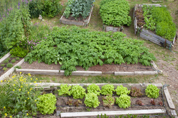 Raised beds of various vegetable plants