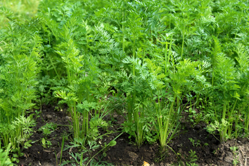 Young Carrot Plants