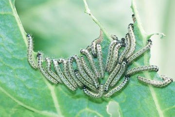 Caterpillars Feeding on a Cabbage Leave