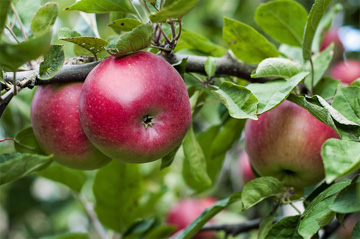 Apples Ready to Pick