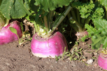 Turnips Ready to Harvest