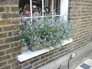 Lavender windowbox