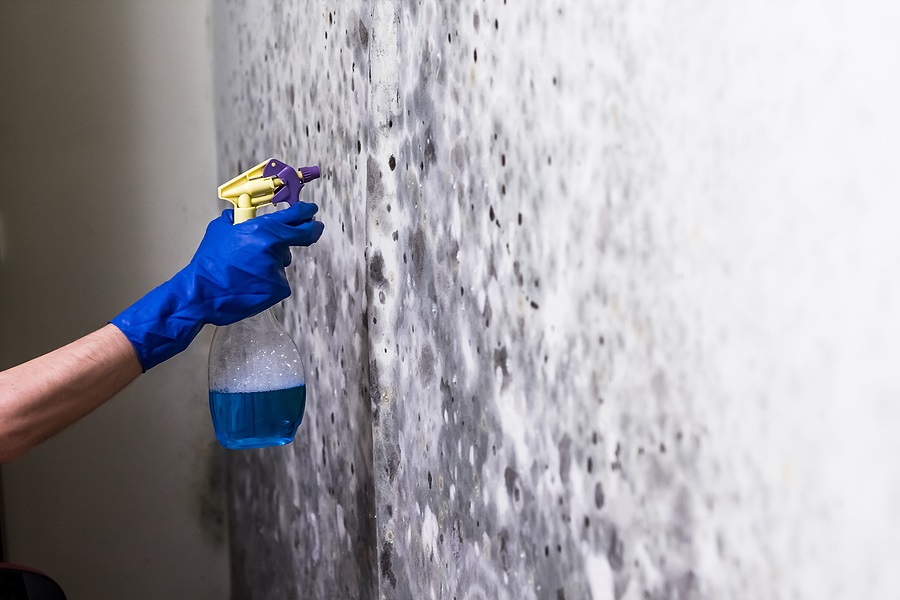 Guide to Preventing Mould in Your Home